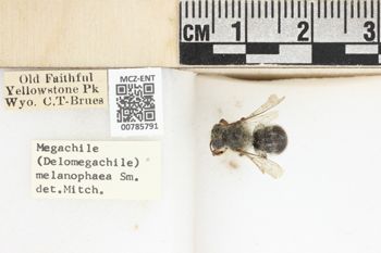 Media type: image;   Entomology 785791 Aspect: labels